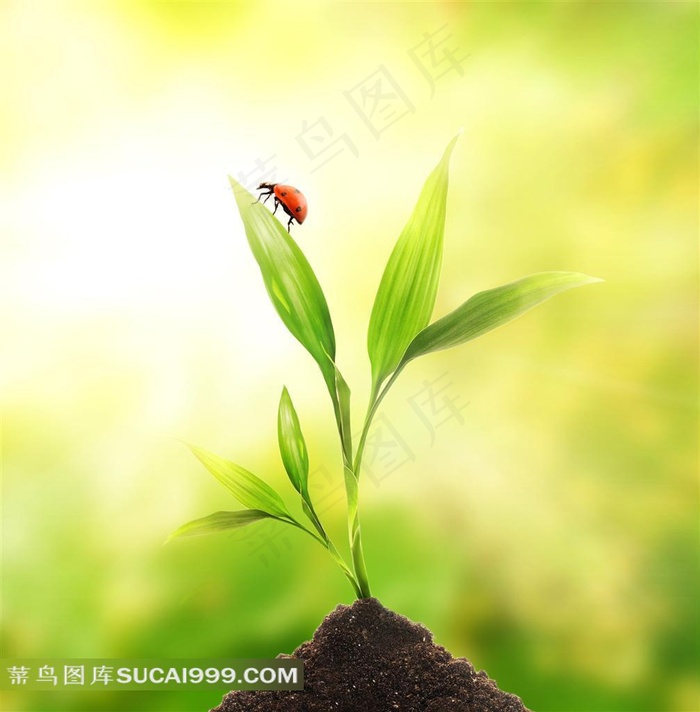 绿色植物上的昆虫高清图片