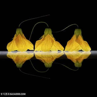 超高清南瓜花鲜花图片