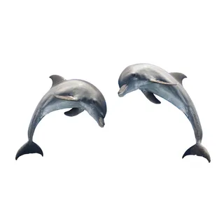 免抠海豚实物摄影图片 免抠海豚实物摄影图片