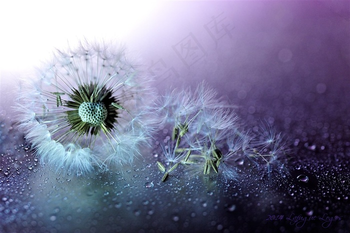 唯美高清蒲公英鲜花图片