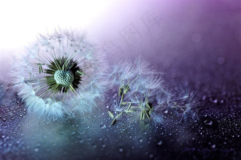 唯美高清蒲公英鲜花图片