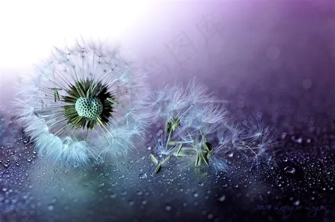 唯美高清蒲公英鲜花图片 唯美高清蒲公英鲜花图片