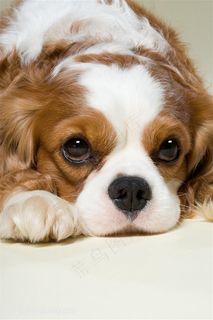 高清宠物狗狗脸部特写摄影图片