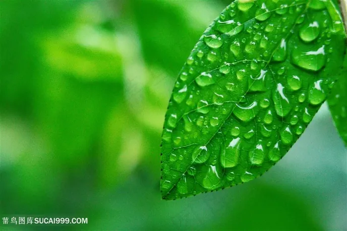 树叶上的水滴