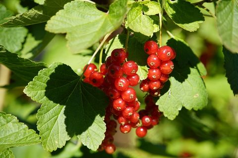 红浆果美味图片