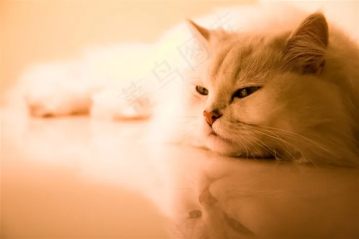 宠物猫萌宠美图素材
