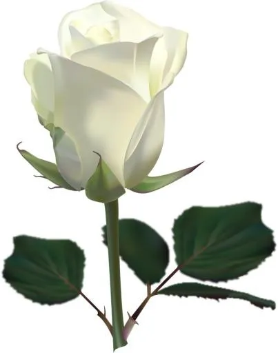 白玫瑰PNG图片,花白玫瑰PNG图片免抠(1033x1310)