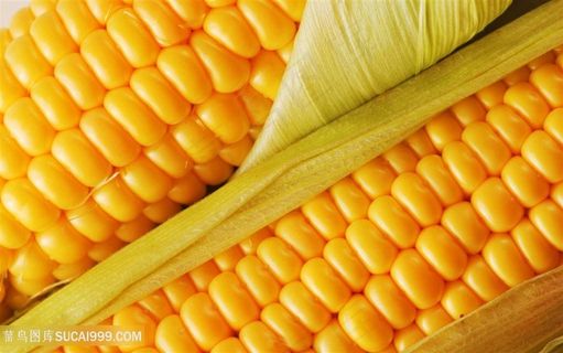 粮食玉米素材图片