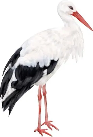 鹳 PNG免抠