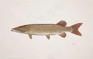 彩绘唯美鱼时尚插画