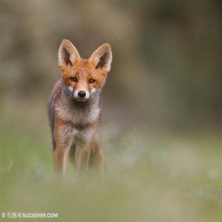 高清赤狐狐狸图片动物大全