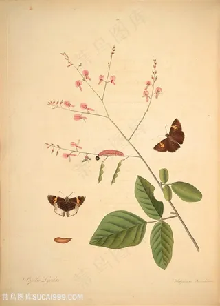 蝴蝶植物树枝花枝复古图谱