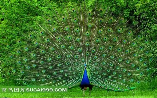 草地上展翅的孔雀摄影素材