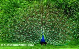 草地上展翅的孔雀摄影素材