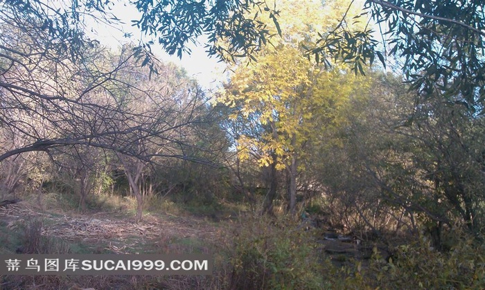 秋天树林风景摄影图片