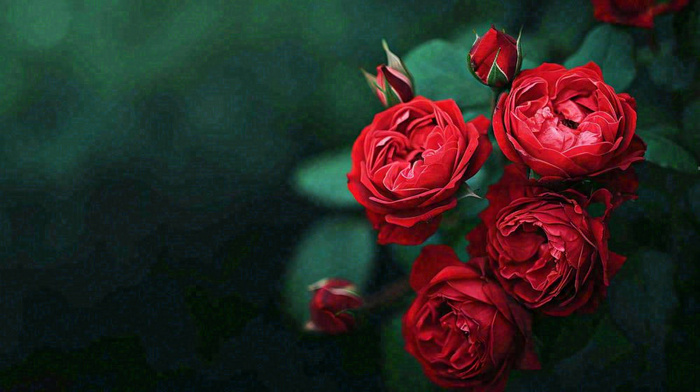 红玫瑰鲜花艳丽，花朵暗黑摄影图(1456x816)