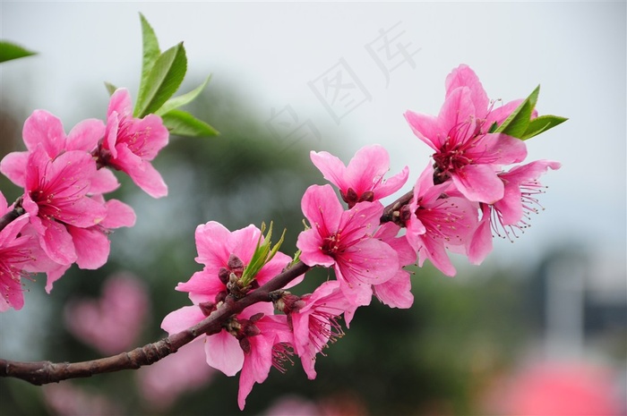 龙泉桃花独秀