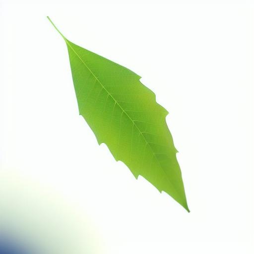 一片绿色叶子png免抠(2048x2048)