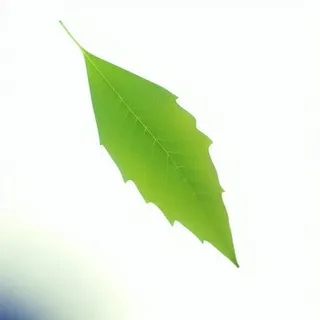 一片绿色叶子png免抠