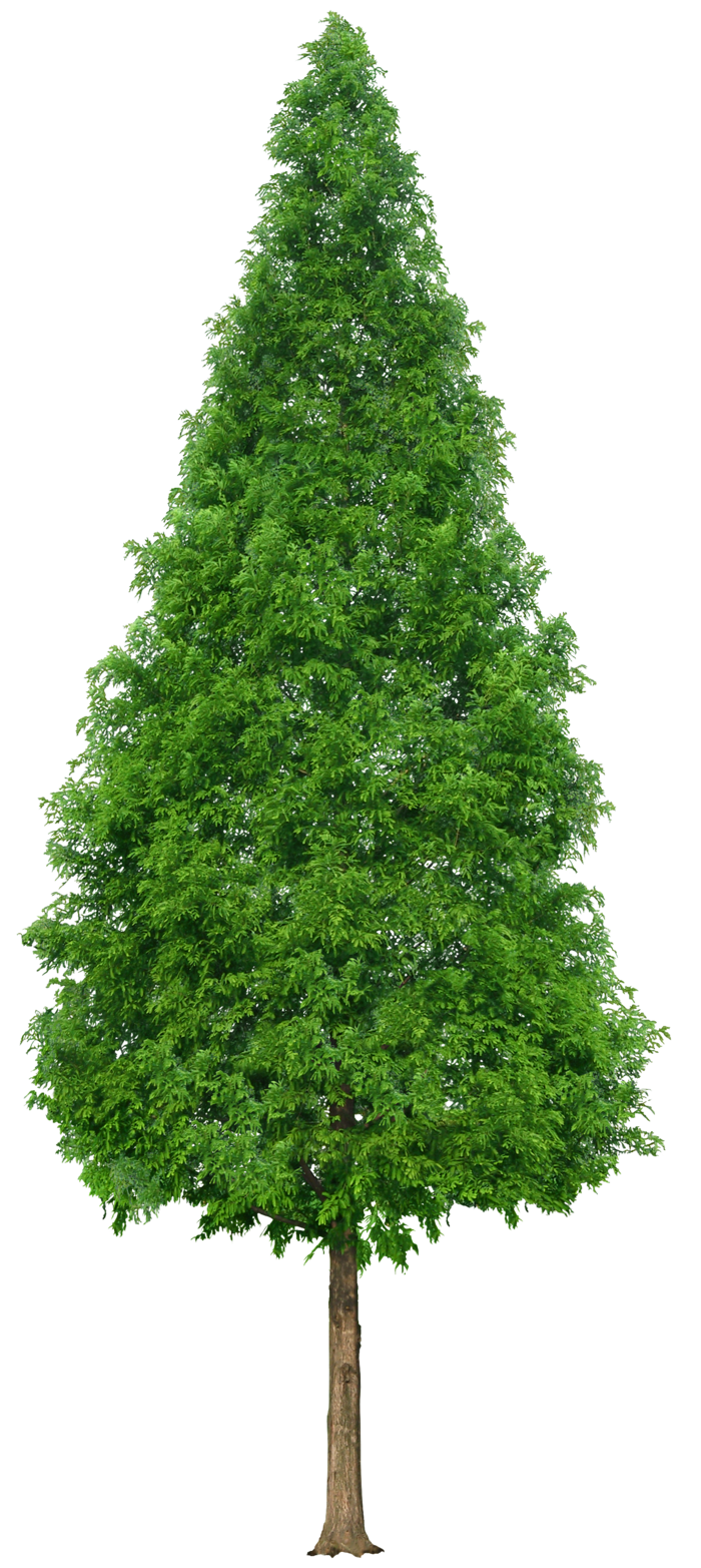 高清树木素材 免抠PSD植物素材 美术绘画园林贴图 树草灌木花草
