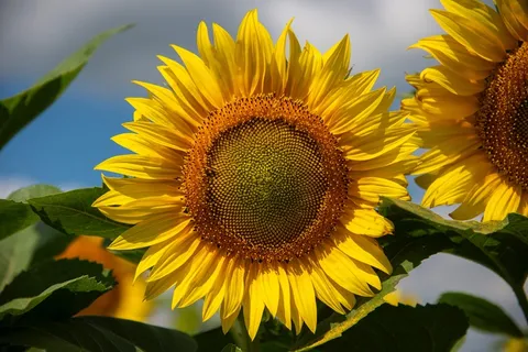 黄色向日葵摄影素材