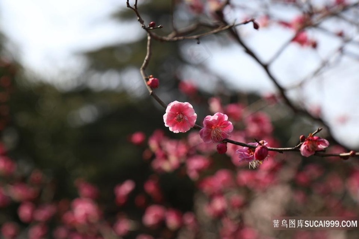 特高清户外鲜艳的梅花花绘图片壁纸