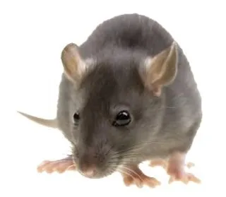 鼠标 PNG 图像免抠