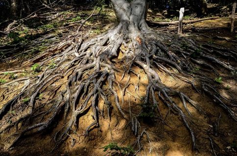 大树的根部素材图片