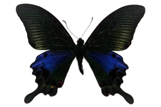 蝴蝶 彩蝶 花蝴蝶 动物 昆虫 免抠 (4)