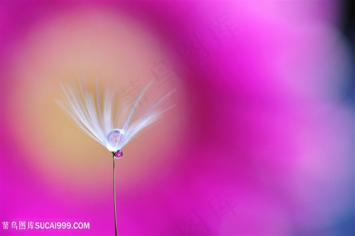 唯美一朵蒲公英特写鲜花图片
