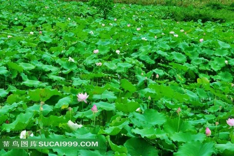 美丽的令箭荷花图片