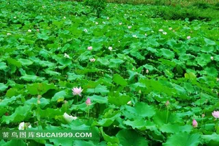 美丽的令箭荷花图片