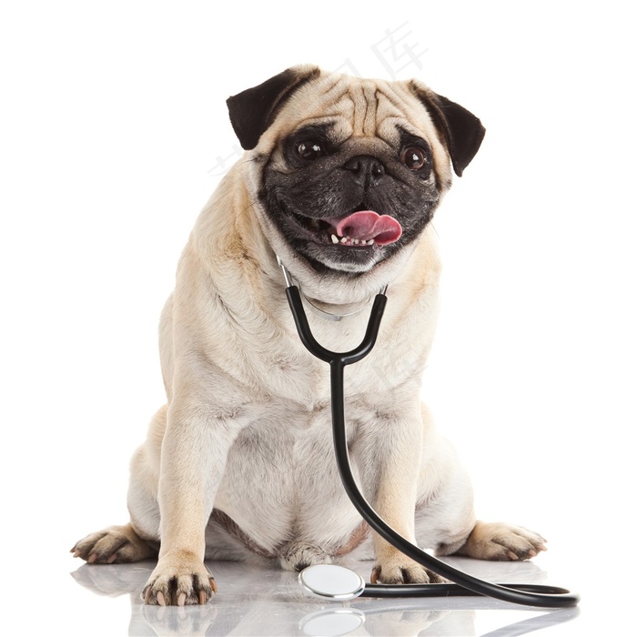 戴着听诊器的八哥犬狗狗图片