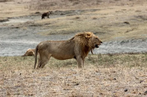 勇猛的狮子摄影图片