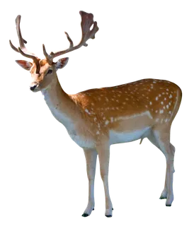 小鹿梅花鹿动物