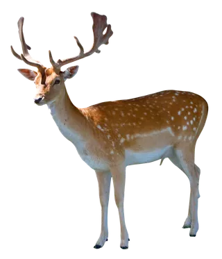 小鹿梅花鹿动物