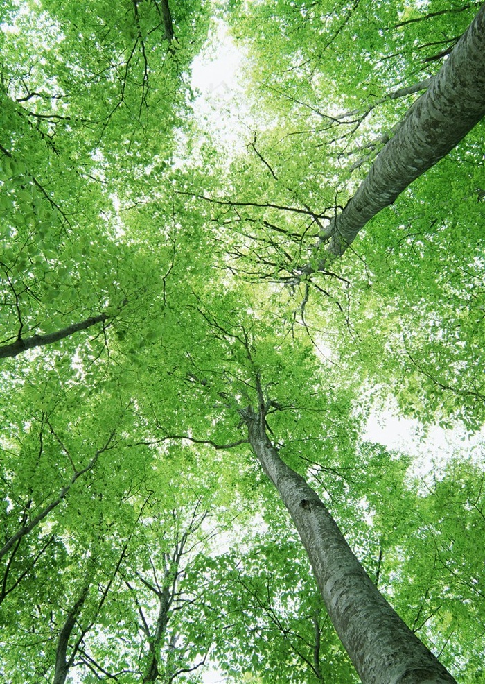 森林的树缝穿过的光仰视图片素材