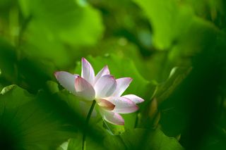 荷叶相拥的荷花图片