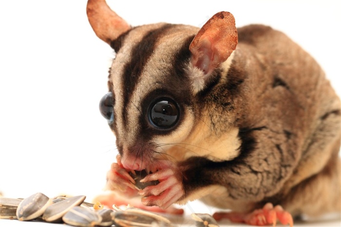 吃瓜子的可爱老鼠