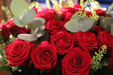 520玫瑰花图片 520玫瑰花图片