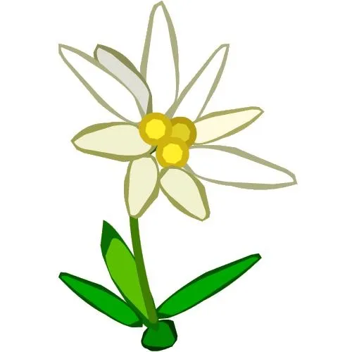雪绒花 PNG免抠(500x500)