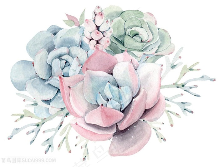 美丽水彩多肉植物花卉图片
