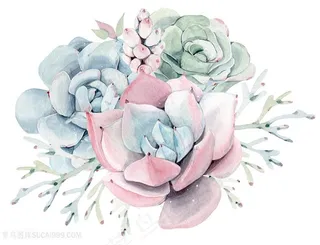 美丽水彩多肉植物花卉图片