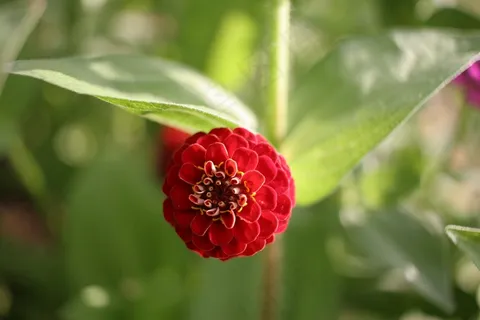 红色百日草图片 红色百日草图片