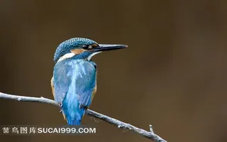 树枝上的翠鸟高清摄影素材