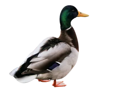 鸭子洋鸭动物家禽