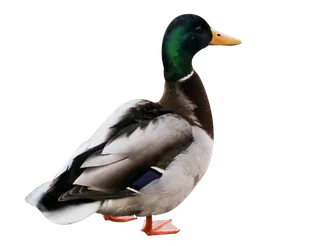 鸭子洋鸭动物家禽