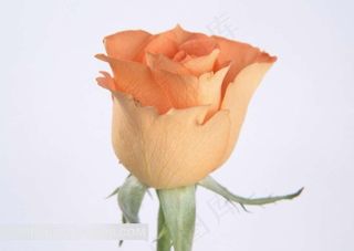 粉玫瑰素材图片