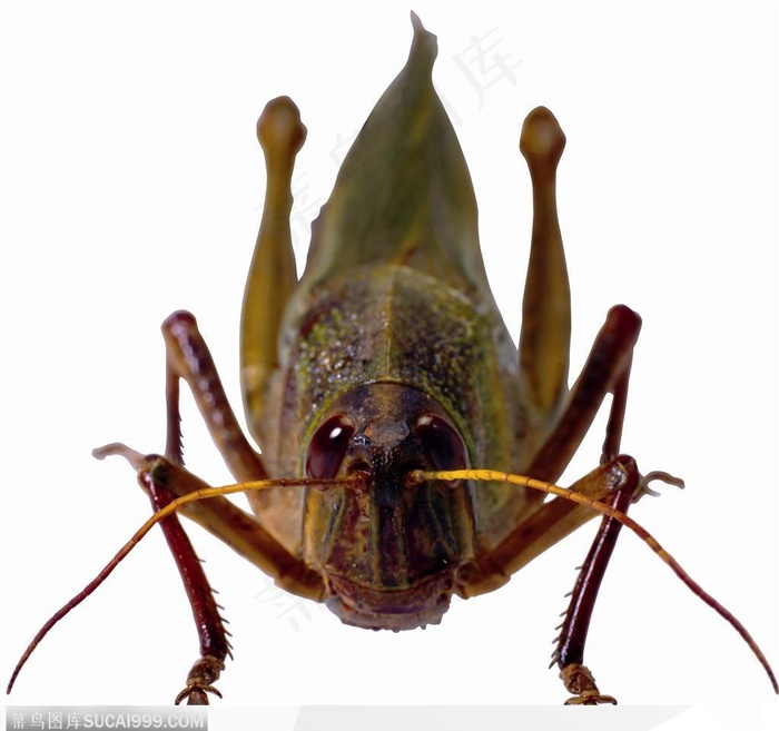 昆虫世界-绿色的蚂蚱