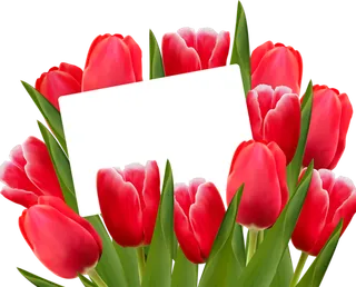 郁金香卡通标题框简笔谷雨